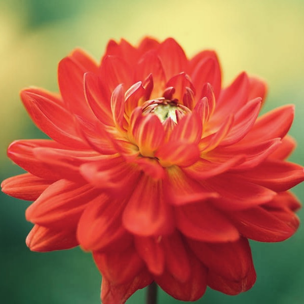 Close-up of a vibrant red flower with a blurred green background