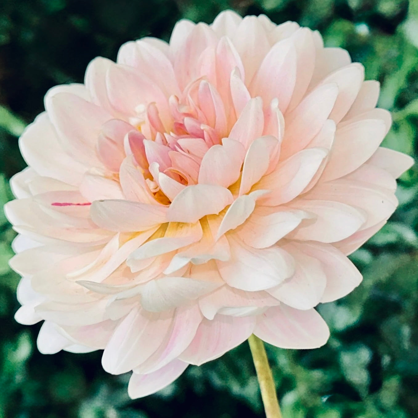 Close-up of a light pink flower with a blurred green background