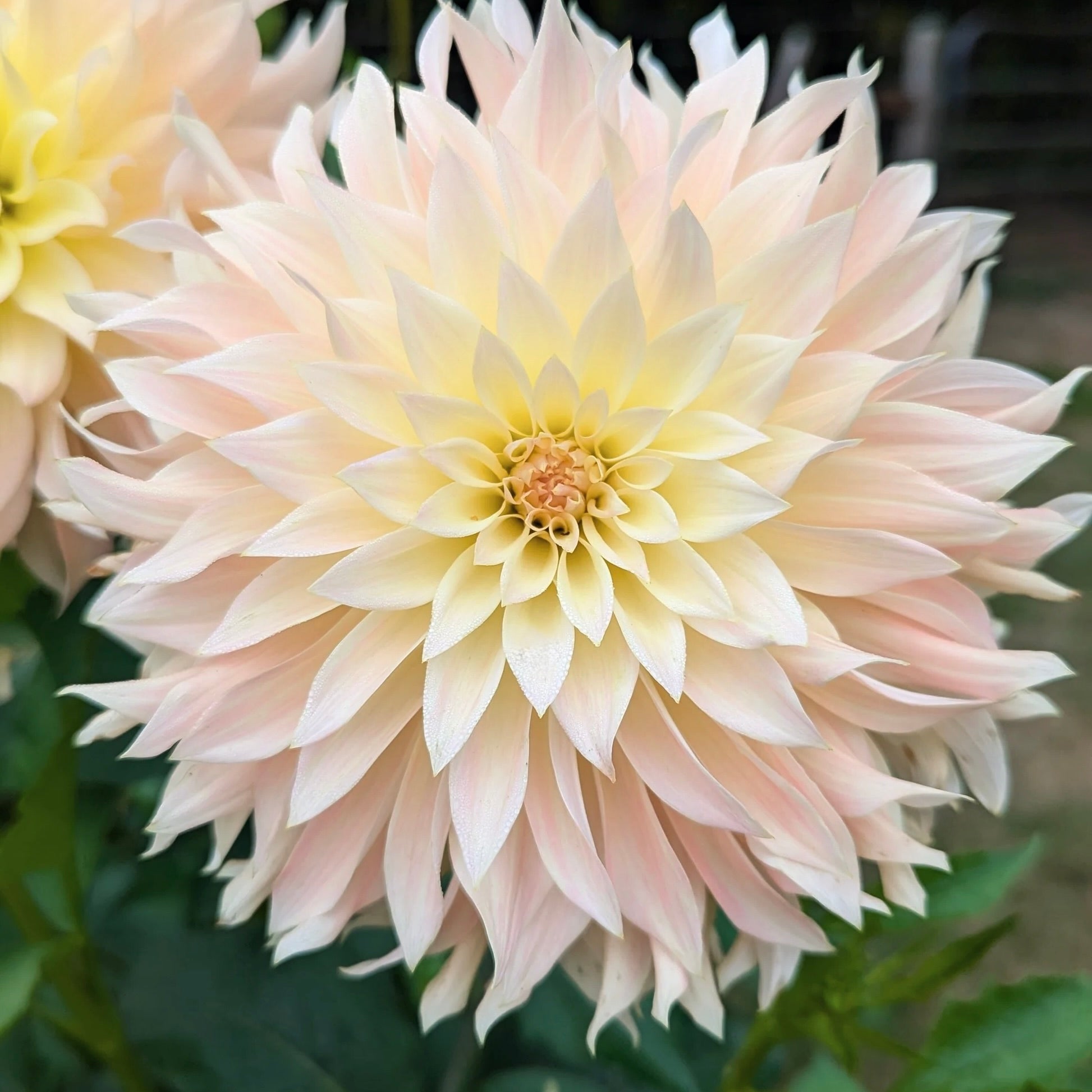 Close-up of a light pink dahlia flower with a blurred green background