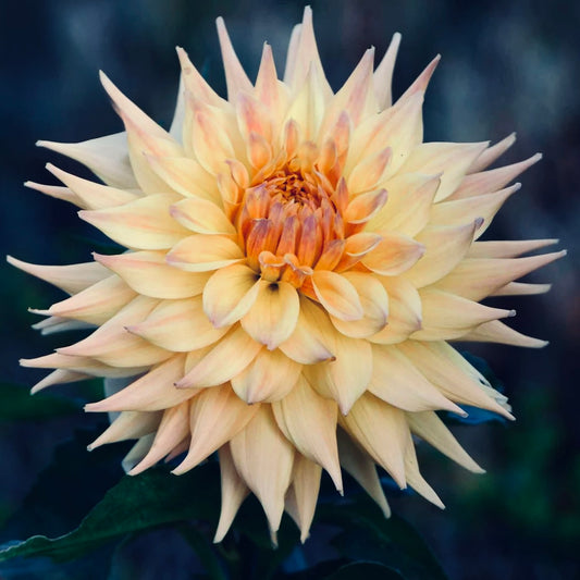 Close-up of a beige dahlia flower with a dark background