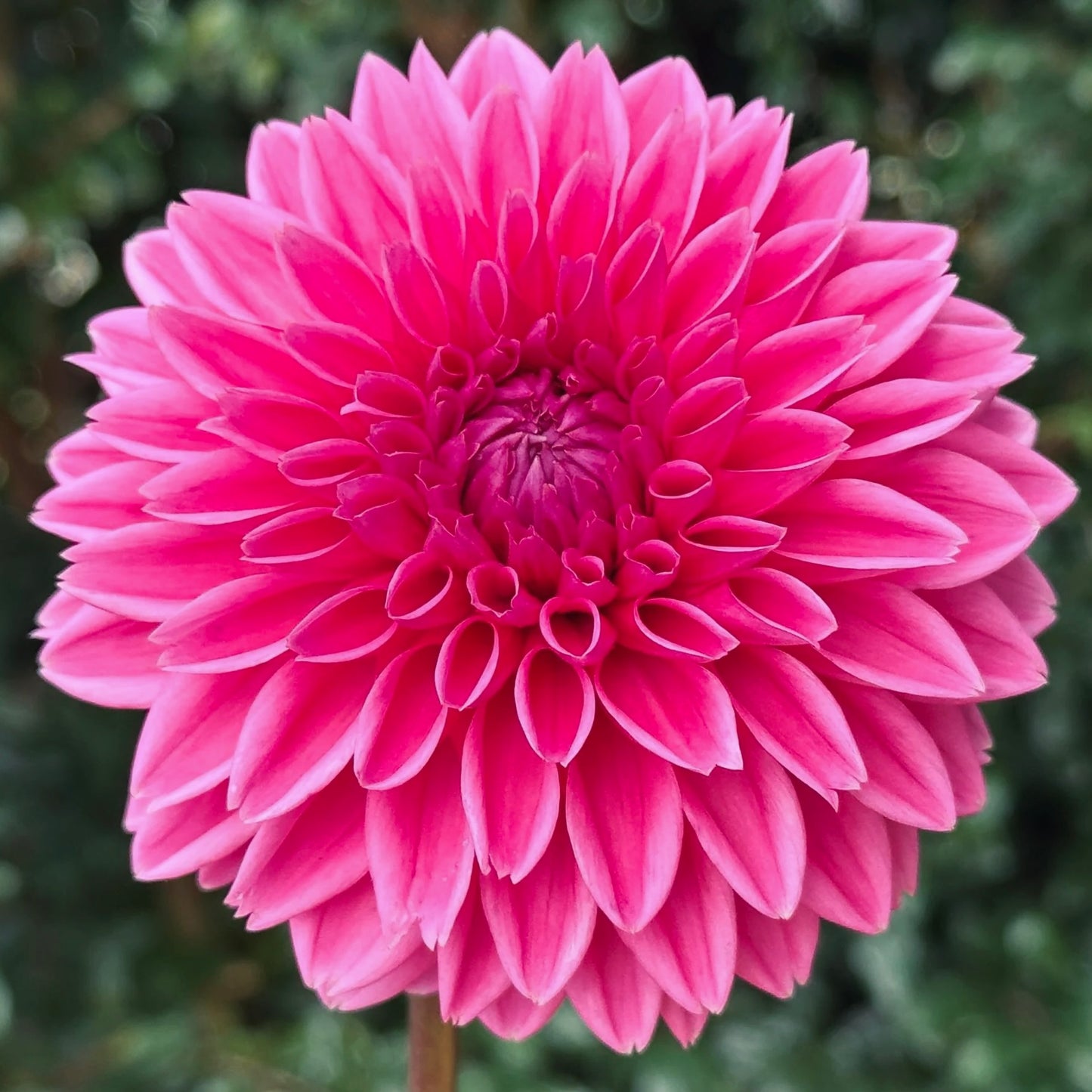 Pink Sylvia Sandra