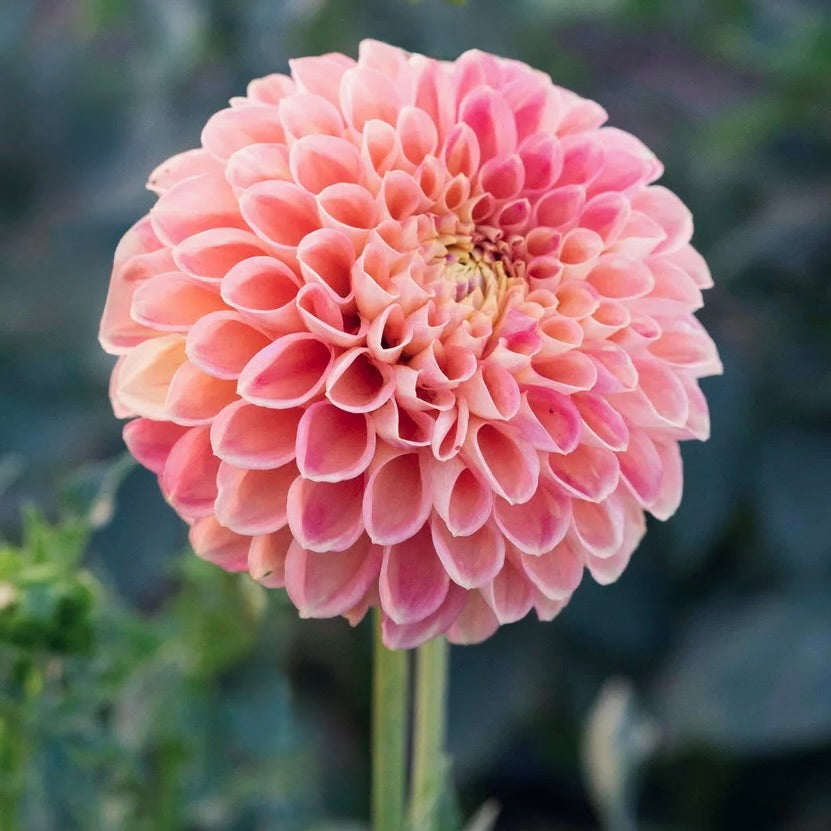 Close-up of a pink flower with a blurred green background