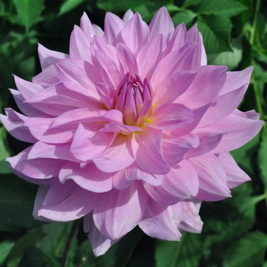 Pink dahlia flower with a green background
